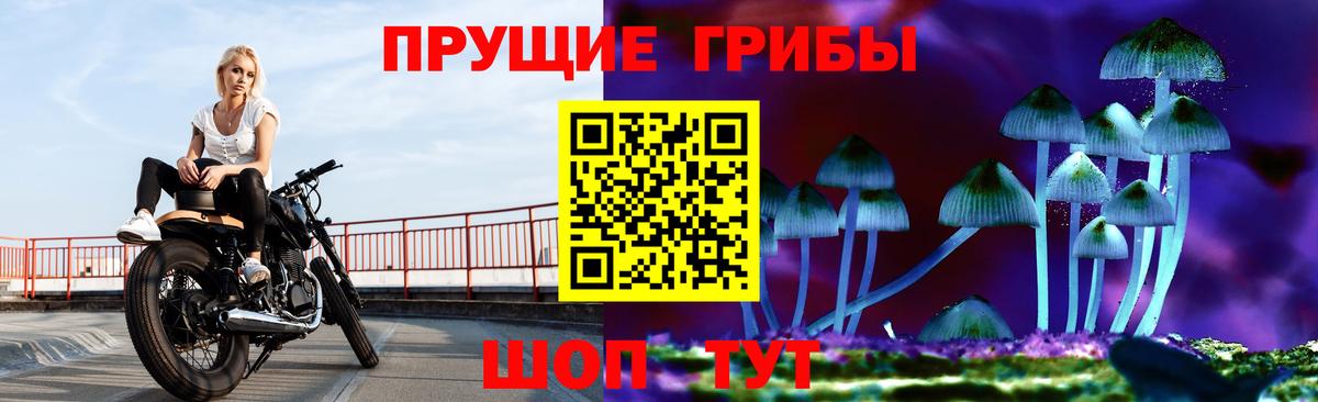 Великий Новгород  Галлюциногенные грибы Cubensis  наркотики  Вход с VPN 